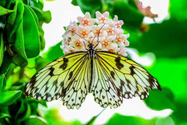 Nahaufnahme Schöner Schmetterling Einem Sommergarten — Stockfoto