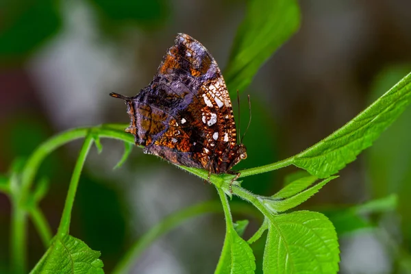 Nahaufnahme Schöner Schmetterling Einem Sommergarten — Stockfoto