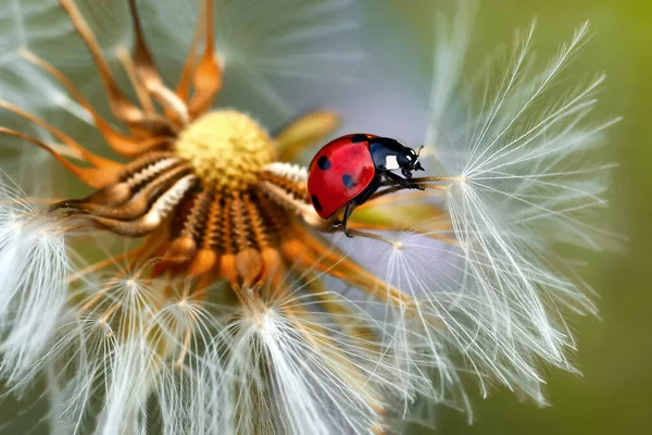 葉に美しいてんとう虫デフォーカス背景 — ストック写真