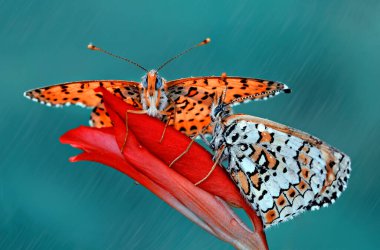 Yaz bahçesinde güzel bir kelebek