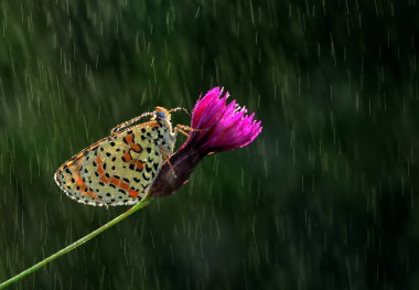 Yaz bahçesinde güzel bir kelebek