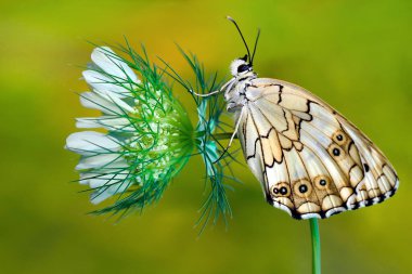 Yaz bahçesinde güzel bir kelebek