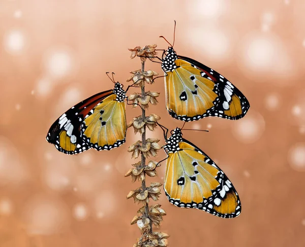 Gros Plan Beau Papillon Dans Jardin Été — Photo