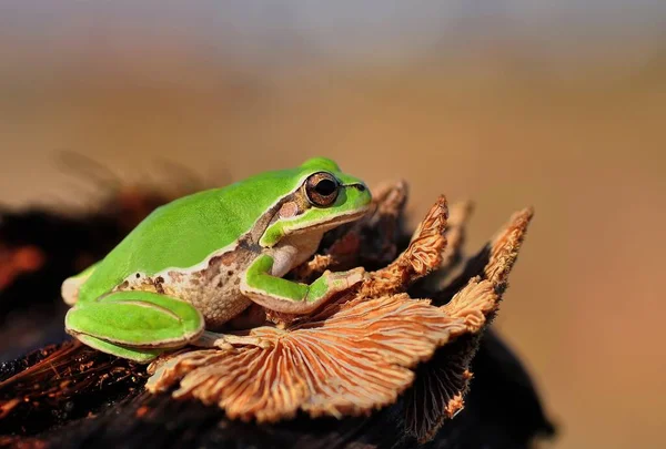 아름다운 개구리 Hyla Artrea — 스톡 사진