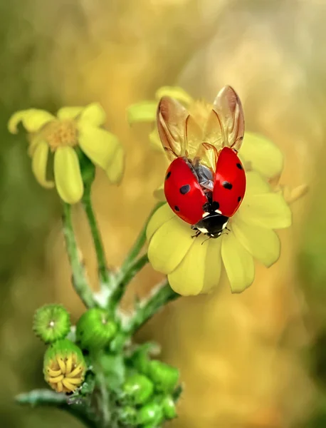 Schöne Marienkäfer Auf Blatt Defokussiert Hintergrund — Stockfoto