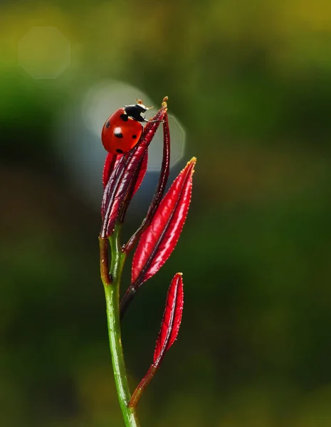 Belle Coccinelle Sur Fond Déconcentré Feuilles — Photo