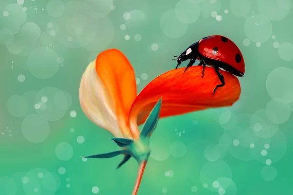 葉に美しいてんとう虫デフォーカス背景 — ストック写真