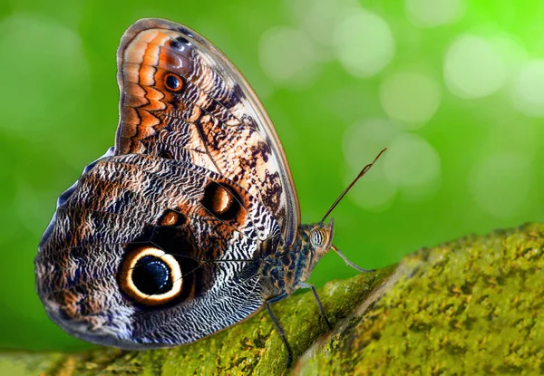 Zbliżenie Piękny Motyl Letnim Ogrodzie — Zdjęcie stockowe