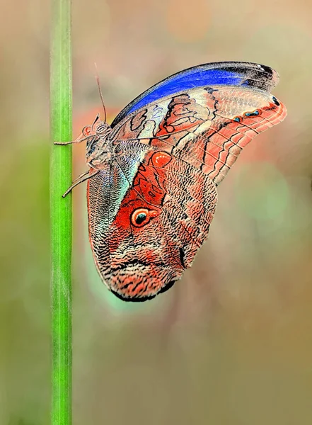 Closeup Beautiful Butterfly Summer Garden — Stock Photo, Image