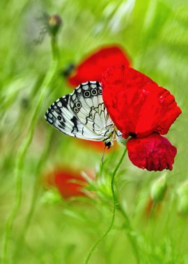 Yaz bahçesinde güzel bir kelebek