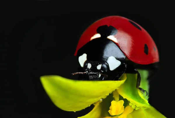 Beautiful Ladybug Leaf Defocused Background — Stock Photo, Image