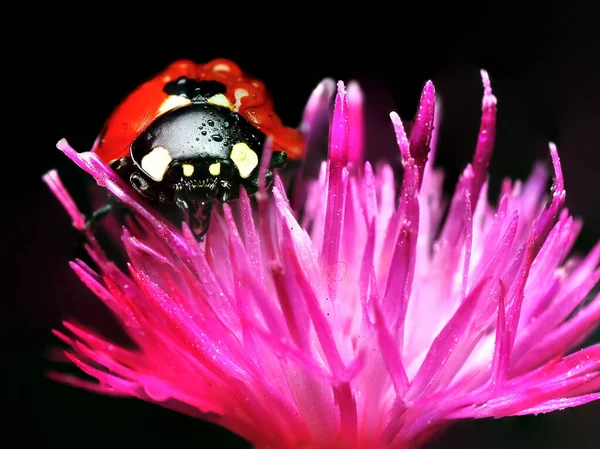 Belle Coccinelle Sur Fond Déconcentré Feuilles — Photo