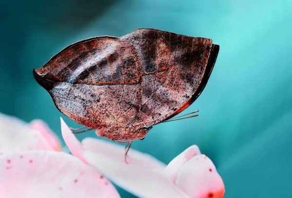 Gros Plan Beau Papillon Dans Jardin Été — Photo