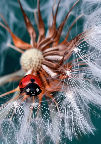 Schöne Marienkäfer Auf Blatt Defokussiert Hintergrund — Stockfoto