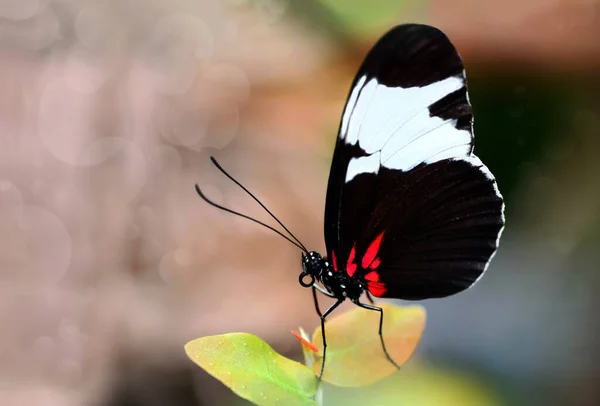 Primer Plano Hermosa Mariposa Jardín Verano —  Fotos de Stock