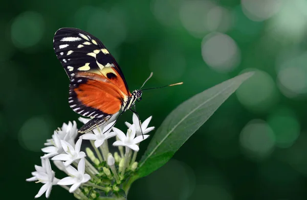 Szekrény Gyönyörű Pillangó Egy Nyári Kertben — Stock Fotó
