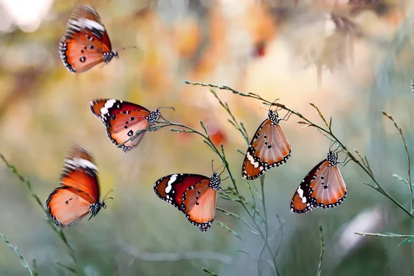 Gros Plan Beau Papillon Dans Jardin Été — Photo