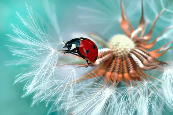 Mooie Lieveheersbeestje Blad Gedefocuste Achtergrond — Stockfoto