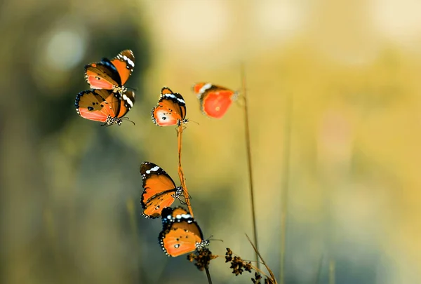 Closeup Beautiful Butterfly Summer Garden — Stock Photo, Image