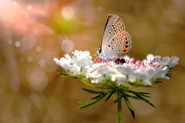 Szekrény Gyönyörű Pillangó Egy Nyári Kertben — Stock Fotó