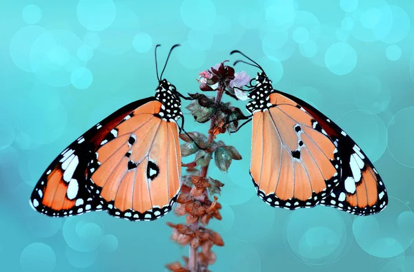 夏园里的美丽蝴蝶 — 图库照片
