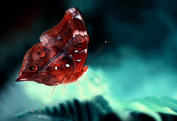 Gros Plan Beau Papillon Dans Jardin Été — Photo