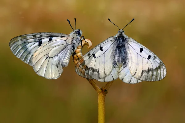 정원에서 아름다운 나비를 단장하는 — 스톡 사진