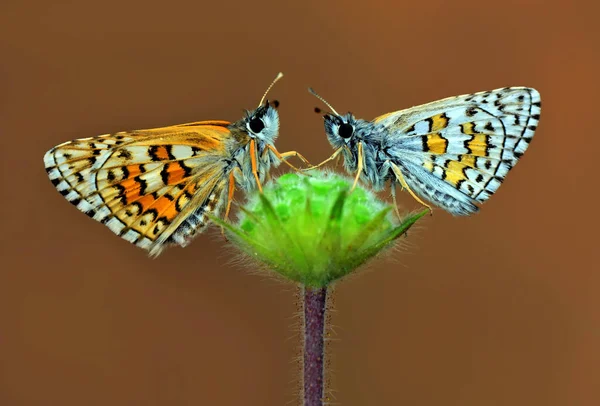 Closeup Beautiful Butterfly Summer Garden — Stock Photo, Image