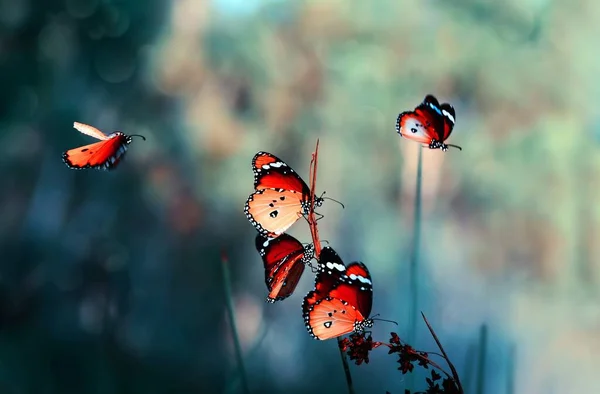 Nahaufnahme Schöner Schmetterling Einem Sommergarten — Stockfoto