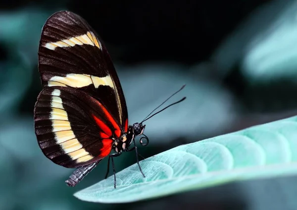 Zbliżenie Piękny Motyl Letnim Ogrodzie — Zdjęcie stockowe