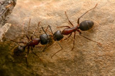 Güzel kırmızı karıncanın güçlü çeneleri