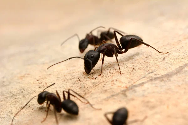 Lindas Mandíbulas Fortes Formiga Vermelha Close — Fotografia de Stock