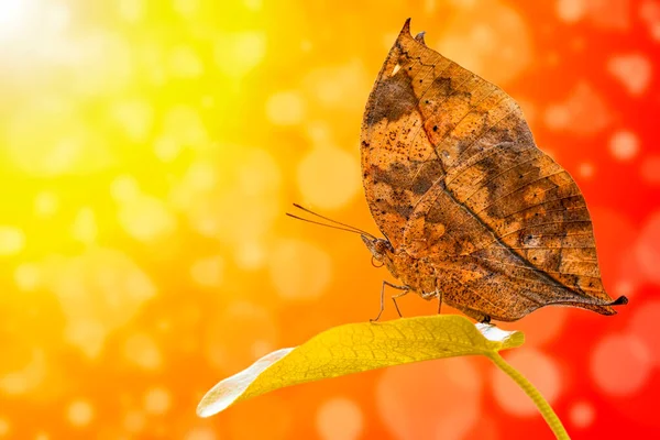 Martwy Motyl Liściasty Kallima Inachus Alias Indian Leafwing Skrzydła Stojące — Zdjęcie stockowe