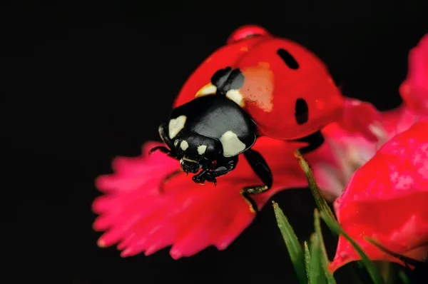 Belle Coccinelle Sur Fond Déconcentré Feuilles — Photo