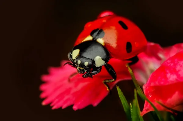 Schöne Marienkäfer Auf Blatt Defokussiert Hintergrund — Stockfoto