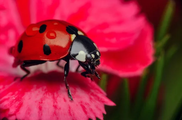 Belle Coccinelle Sur Fond Déconcentré Feuilles — Photo