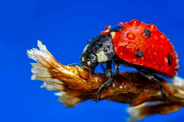 Belle Coccinelle Sur Fond Déconcentré Feuilles — Photo