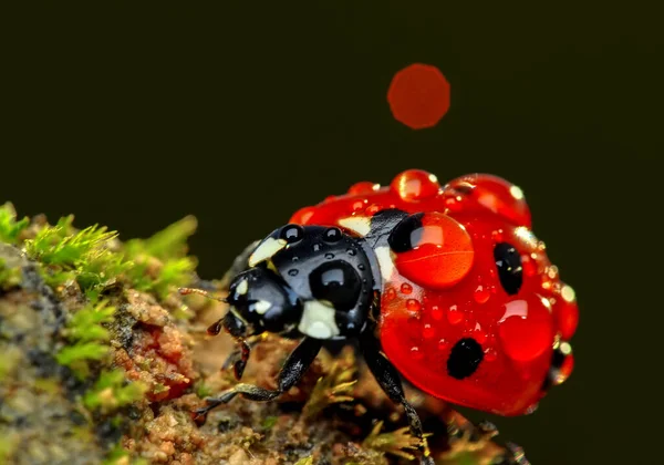 Vacker Nyckelpiga Löv Defocused Bakgrund — Stockfoto