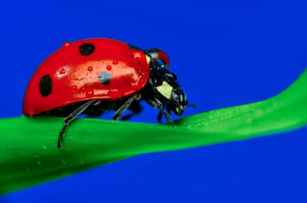 Vacker Nyckelpiga Löv Defocused Bakgrund — Stockfoto