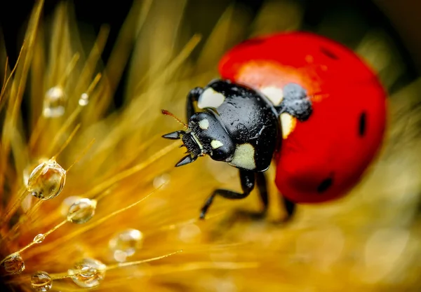 Schöne Marienkäfer Auf Blatt Defokussiert Hintergrund — Stockfoto