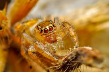 Güzel zıplayan örümceği kapat  