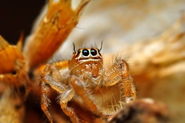 Güzel zıplayan örümceği kapat  