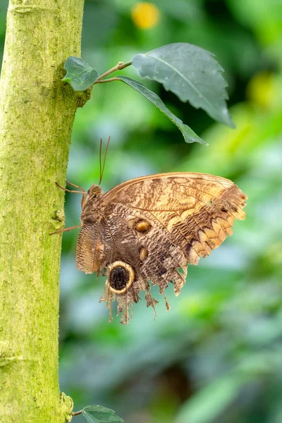 Makroaufnahmen Schöne Naturszene Nahaufnahme Schöner Schmetterling Sitzt Auf Der Blume — Stockfoto