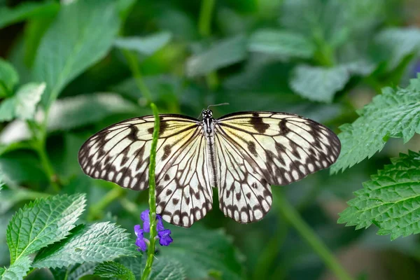 stock image Macro shots, Beautiful nature scene. Closeup beautiful butterfly sitting on the flower in a summer garden.