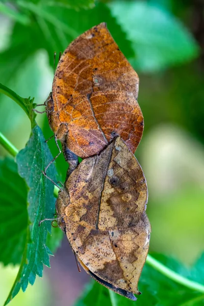 Makro Záběry Krásná Přírodní Scéna Closeup Krásný Motýl Sedí Květině — Stock fotografie