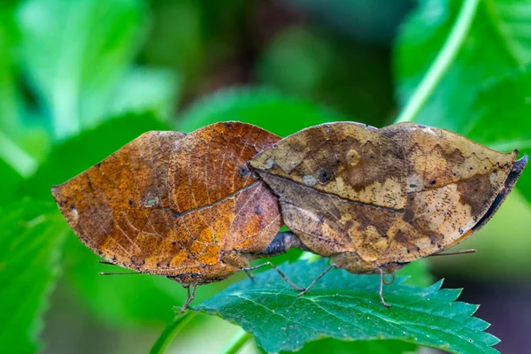 Macro Shots Belle Scène Nature Gros Plan Beau Papillon Assis — Photo