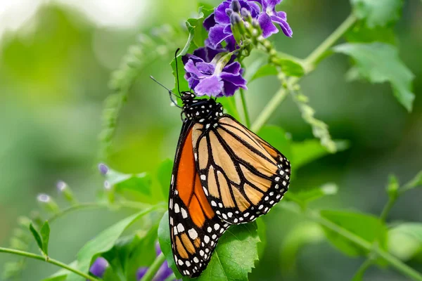 Fotos Macro Hermosa Escena Naturaleza Primer Plano Hermosa Mariposa Sentada — Foto de Stock