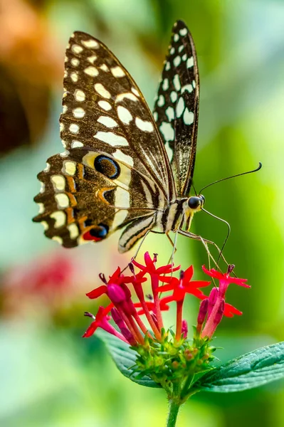 Makroaufnahmen Schöne Naturszene Nahaufnahme Schöner Schmetterling Sitzt Auf Der Blume — Stockfoto