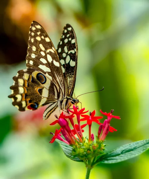 Makroaufnahmen Schöne Naturszene Nahaufnahme Schöner Schmetterling Sitzt Auf Der Blume — Stockfoto