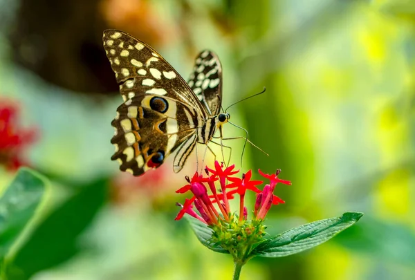 Macro Shots Bela Cena Natureza Closeup Bela Borboleta Sentado Flor — Fotografia de Stock